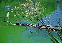Des tortues se faisant bronzer !
