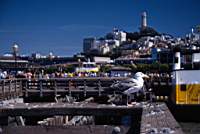 Une autre vue de la Coit Tower